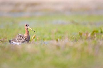 Black-tailed godwit by Anton Kloof