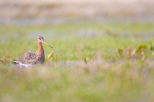 Black-tailed godwit