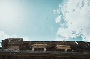 Bienen fliegen in der Türkei in den Himmel von Milene van Arendonk