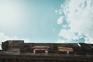 Bees fly out against the sky in Turkey by Milene van Arendonk