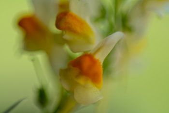 Flower Art