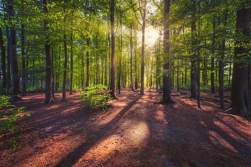 Forest 02