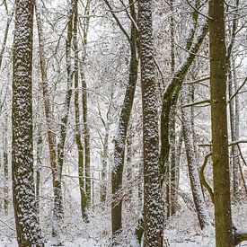 Winterwald von Walter G. Allgöwer
