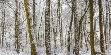 Winterwald von Walter G. Allgöwer