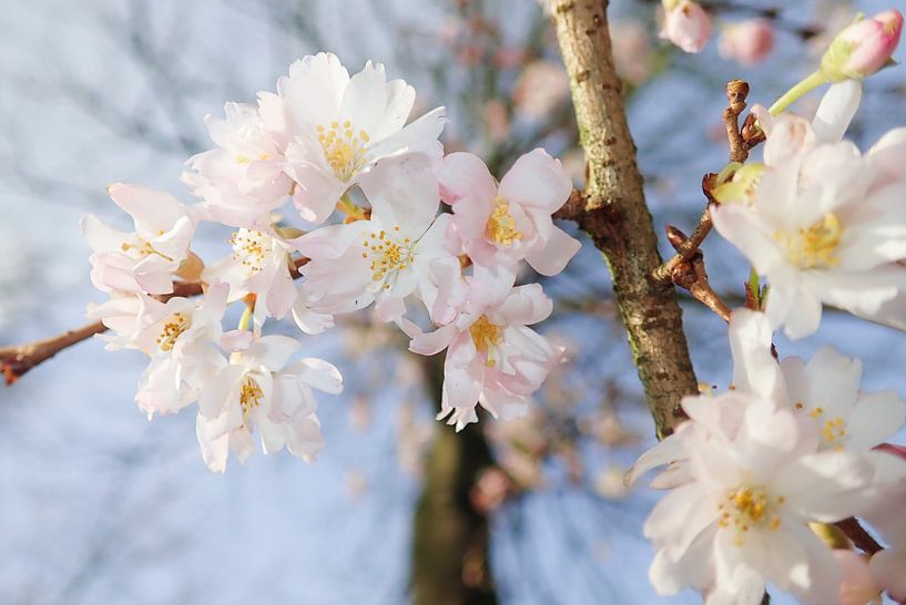 Blossoms by Dagmar van Nieuwpoort