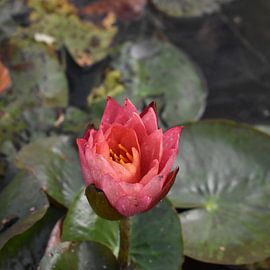 Rote Seerose von Elke Dag Een Foto