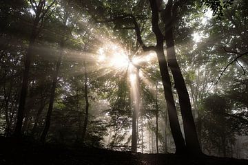 Zonlicht in een mistig bos I van Jurjen Jan Snikkenburg