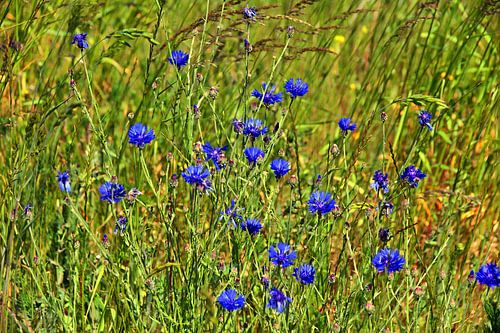 Cornflower field