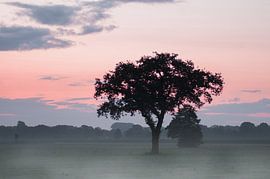 Dew by Dennis Timmer