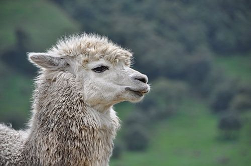 As long as your hair's ok