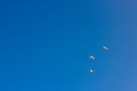 Drei Möwen in weiten blauen Himmel am Meer
