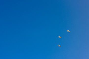 Drie meeuwen in wijde blauwe lucht aan zee van Part of the vision