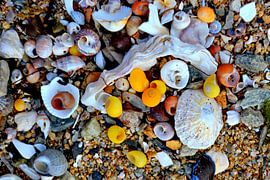 Eine Fundgrube für Muscheln von Martin Schuitemaker