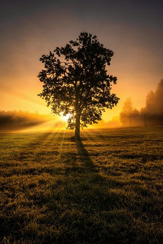 Mystieke van Einhorn Fotografie