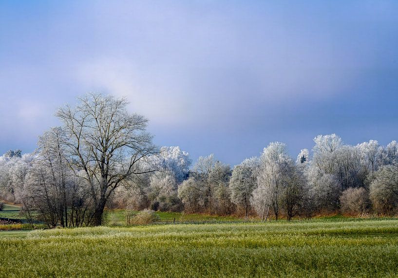 Arbres recouverts de givre dans un paysage hivernal bavarois par ManfredFotos