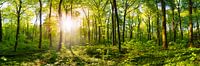 Sunrise in the forest