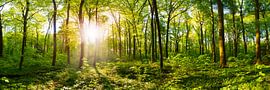 Sonnenaufgang im Wald von Günter Albers