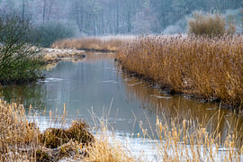 Eider near Techelsdorf by Ralf Gosch