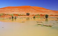 Lake in the Namib-Desert, Rain season, Namibia van W. Woyke thumbnail