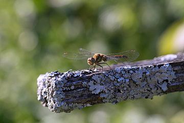 Dragonfly van Thomas Heitz