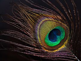 peacock feather by Jessica Berendsen