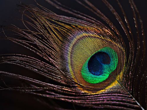 peacock feather