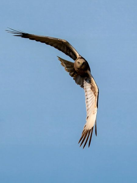 Marsh harrier in flight - 1 by Galerij van Gert-Jan van Veen