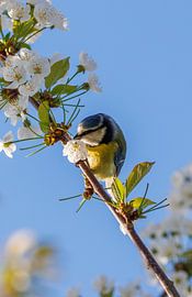 Mésange bleue avec une fleur sur Andrew Fotografie