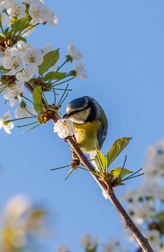 Blue tit with a blossom