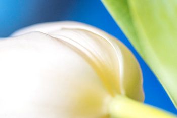 Tulpenweiß und -blau