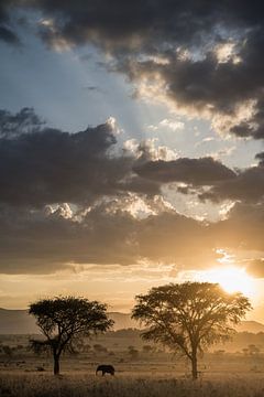 Zonsondergang met een Olifant van Photolovers reisfotografie
