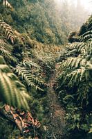 Dans la jungle