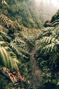 Into the Jungle by Joris Machholz