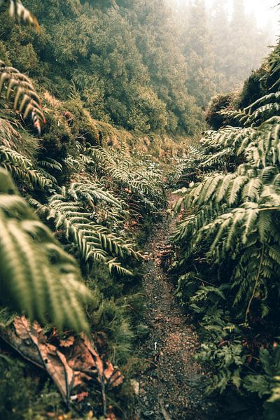 Dans la jungle par Joris Machholz