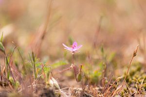 blume
