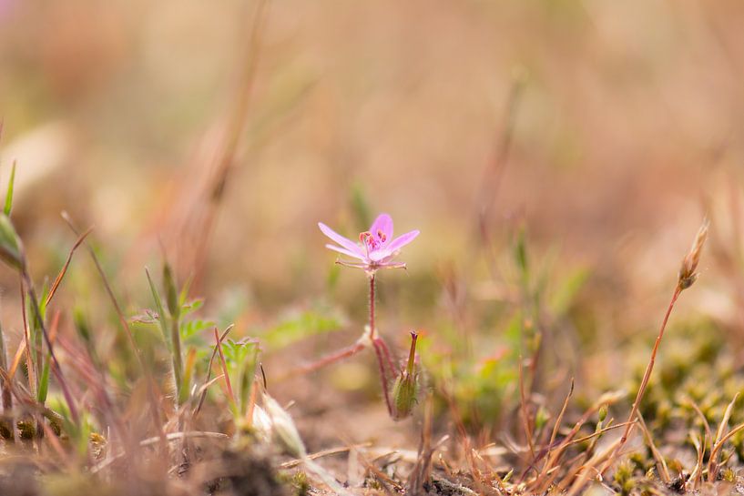blume von Tania Perneel