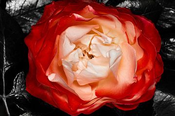 De rode roos, symbolisch voor liefde van foto by rob spruit