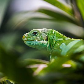 Reptile vert à Bali sur Giovanni della Primavera