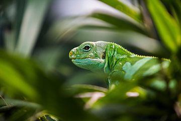 Green Lizzard in Bali by Giovanni della Primavera