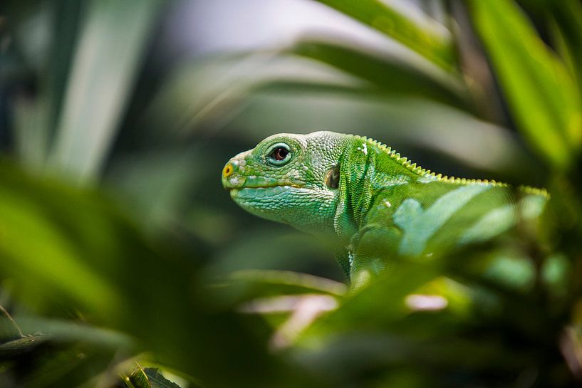 Reptile vert à Bali par Giovanni della Primavera