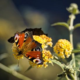 Papillon dans le buisson de papillons, DagPauwOog Aglais io) sur Sara in t Veld Fotografie