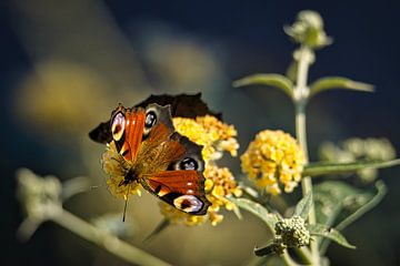 Vlinder in de Vlinderstruik, DagPauwOog Aglais io)
