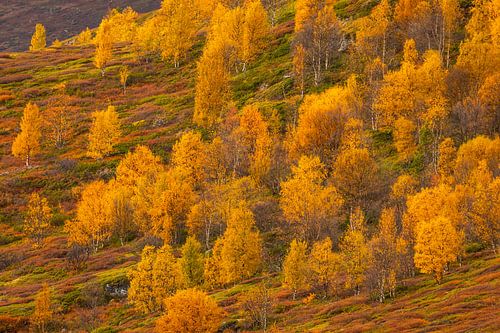 Automne en Norvège avec les bouleaux