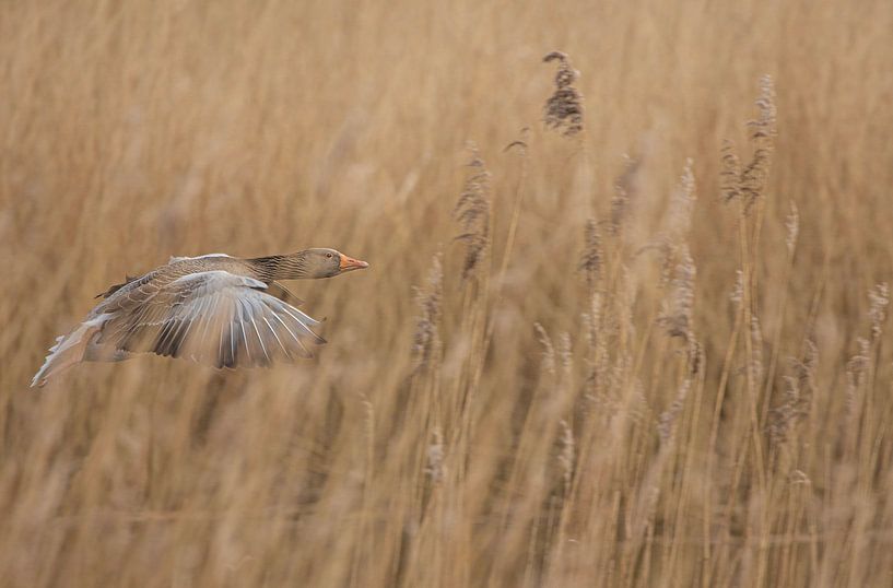 Greylag Goose by Anton Kloof