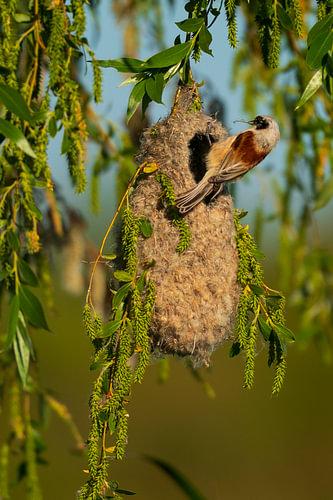 The Weaver of Willow Nests