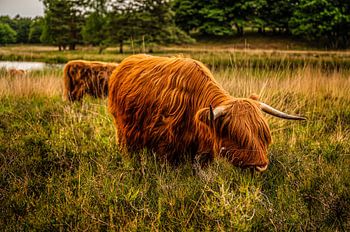 Les Highlanders au pâturage à la campagne