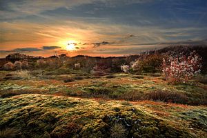 Texel au printemps