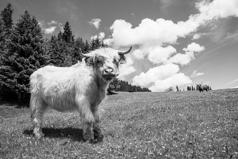 Highlander écossais sur le Col rodela dans le Val di Fassa, Italie. L'image est faite en noir et bla par Marit Lindberg
