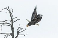 Amerikaanse zeearend (bald eagle) in Yellowstone van Sjaak den Breeje thumbnail
