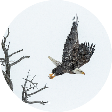 Amerikaanse zeearend (bald eagle) in Yellowstone van Sjaak den Breeje